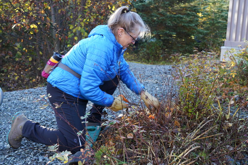 Gardener kneeling on gravel cutting back shrubs with secateurs during a winter garden cleanup