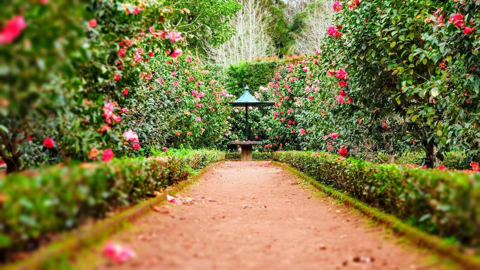 Lush home garden path lined with flowering camellia bushes and trimmed hedges