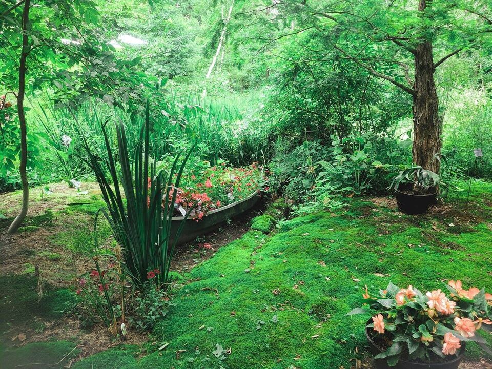 Mossy shade garden with ferns, potted begonias and a boat planter