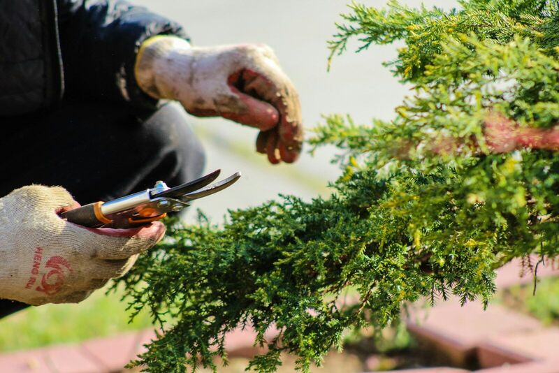 Gardener in work gloves pruning a conifer shrub with sharp secateurs