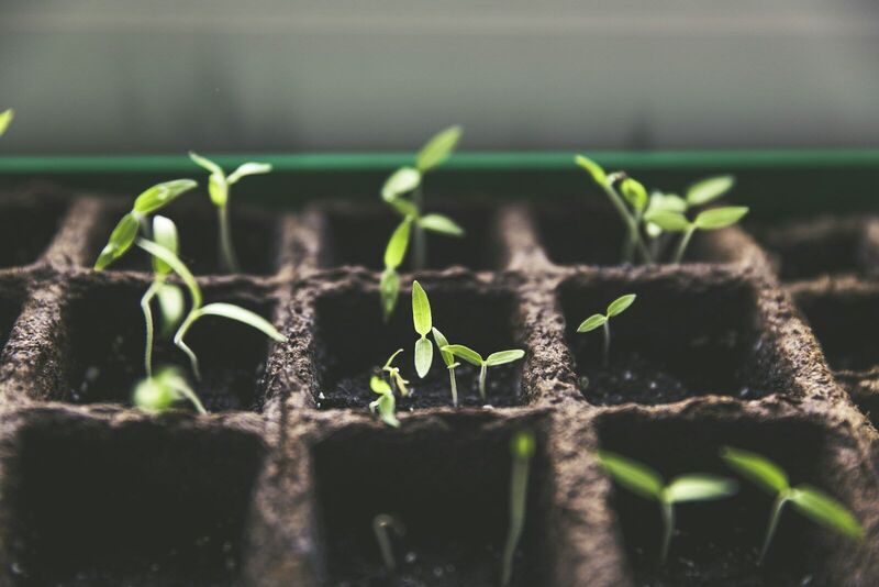 Delicate seedlings emerging in a seed tray in soft window light